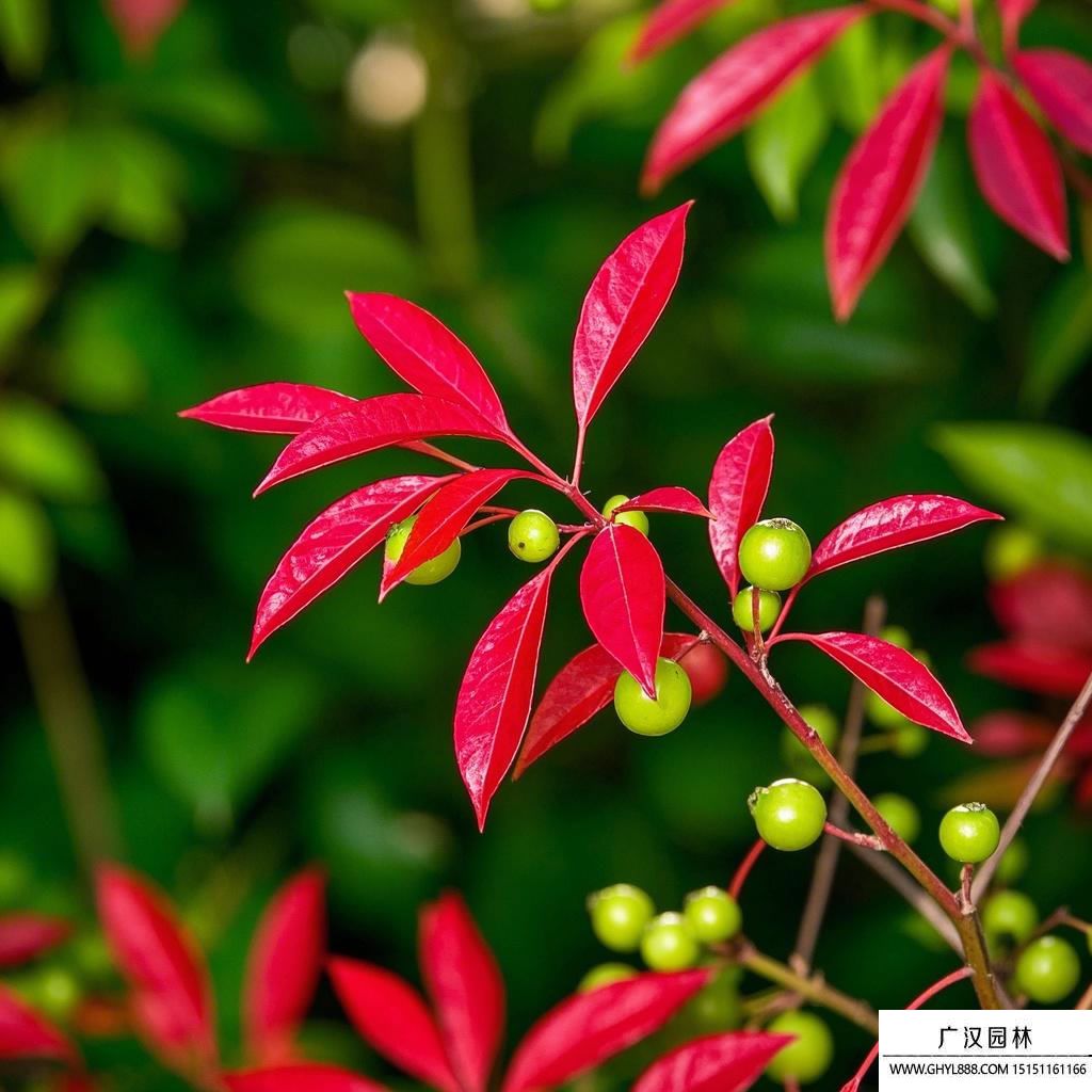 紅寶石南天竹圖片