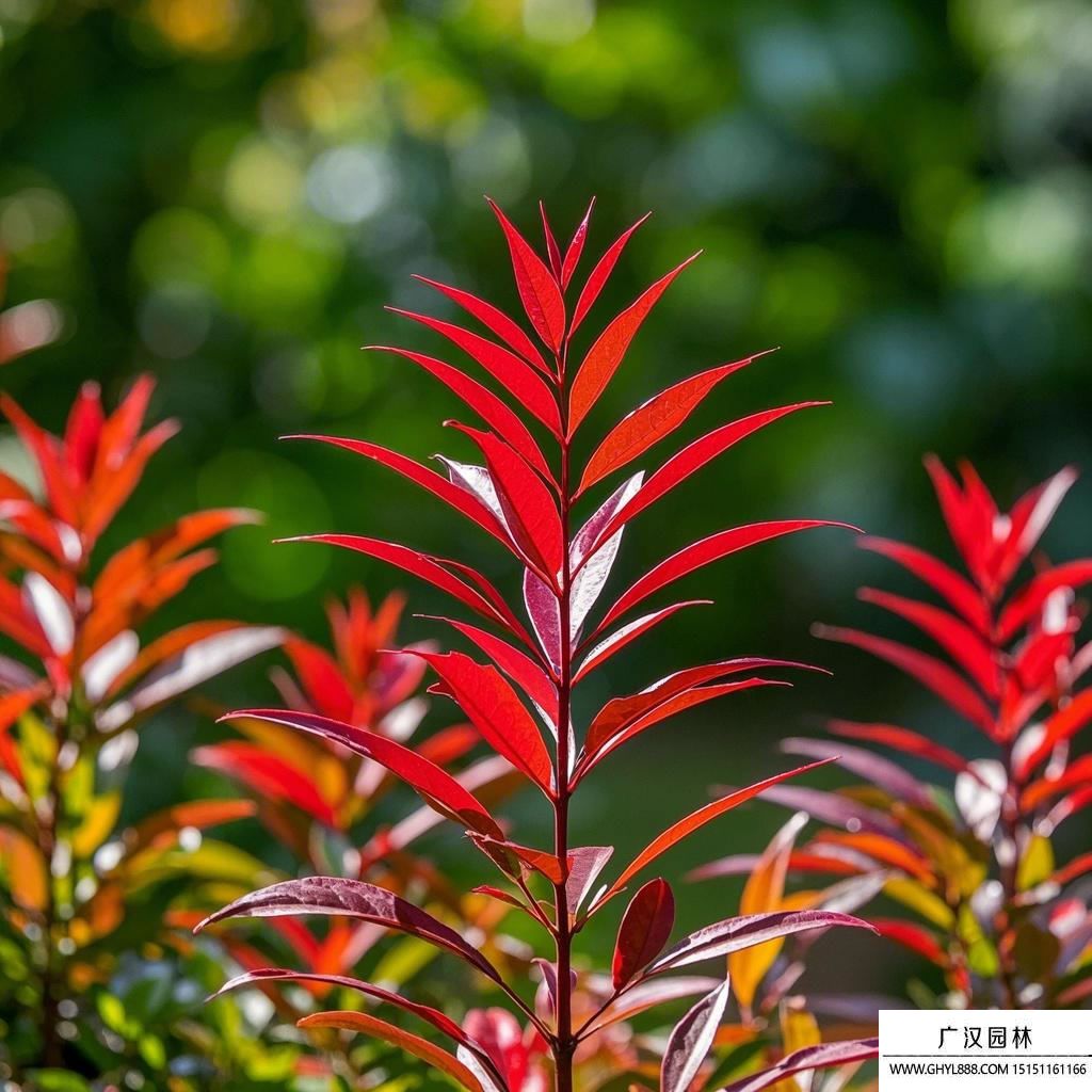 紅寶石南天竹圖片