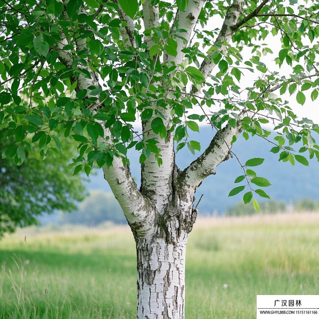 白蠟樹圖片