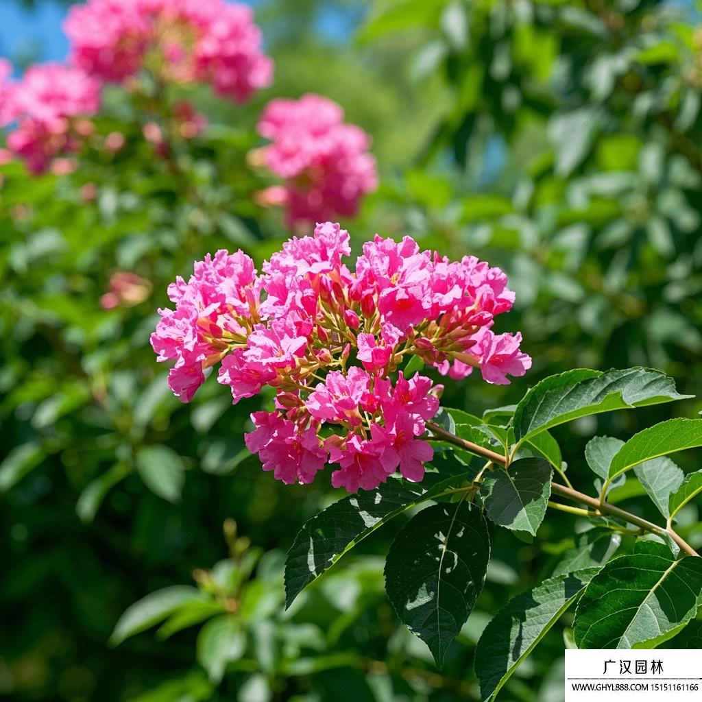 百日紅圖片