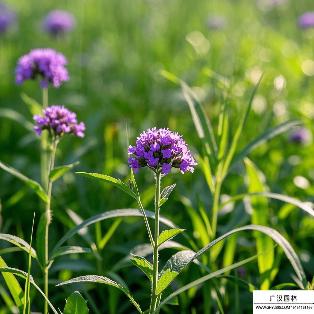 柳葉馬鞭草圖片
