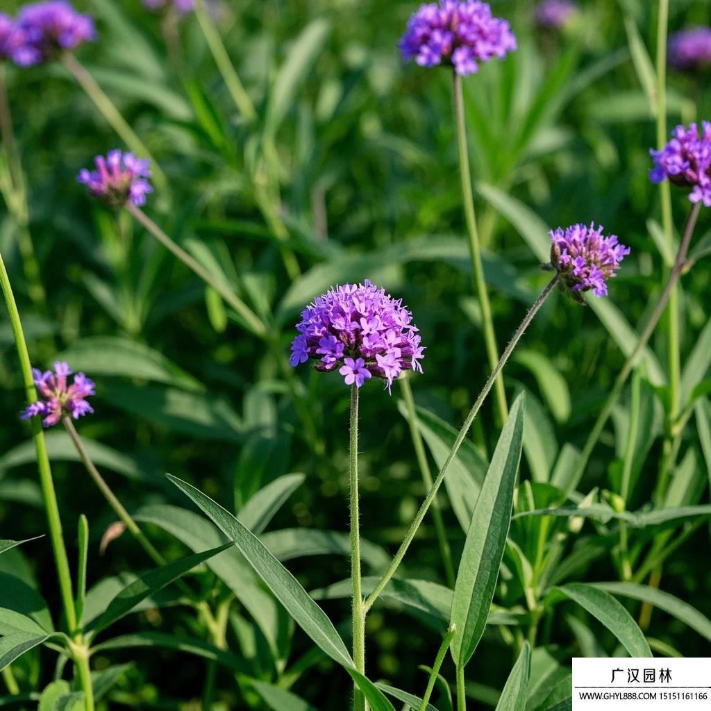 柳葉馬鞭草.jpg