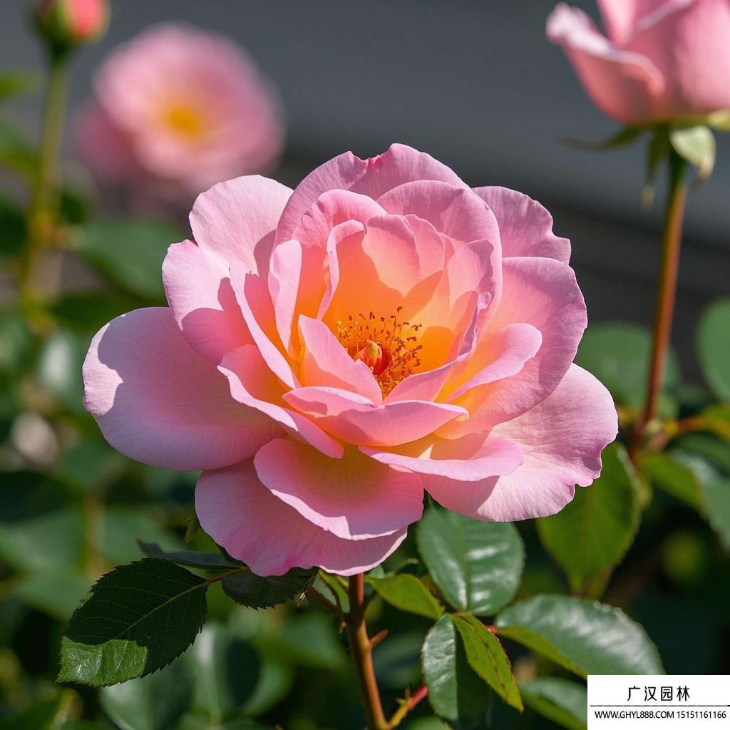 玫瑰花種植技術介紹.jpg