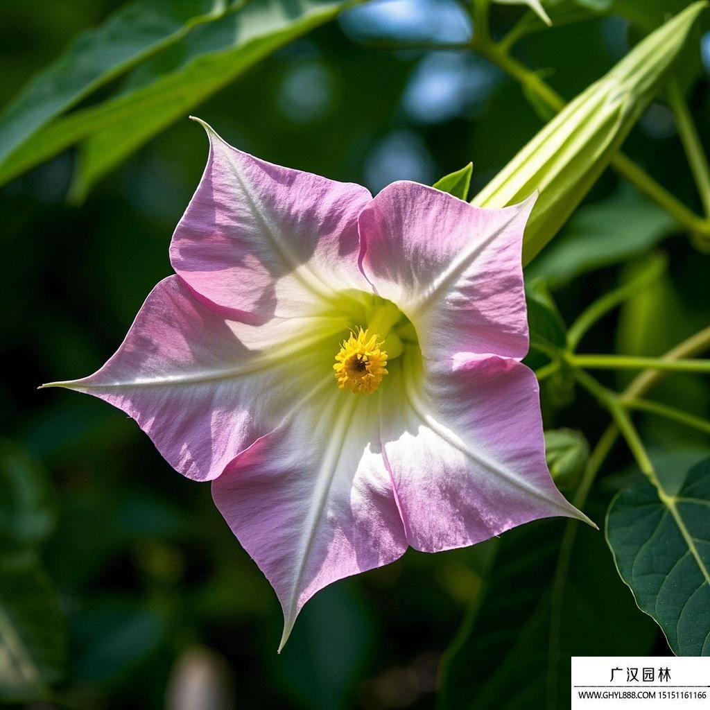 曼陀羅花.jpg