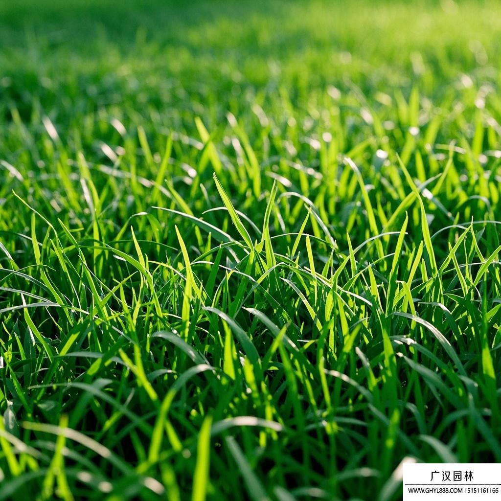 蘭引三號草皮.jpg