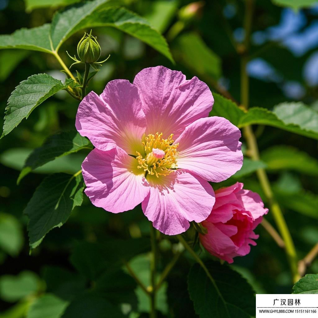 芙蓉花圖片.jpg