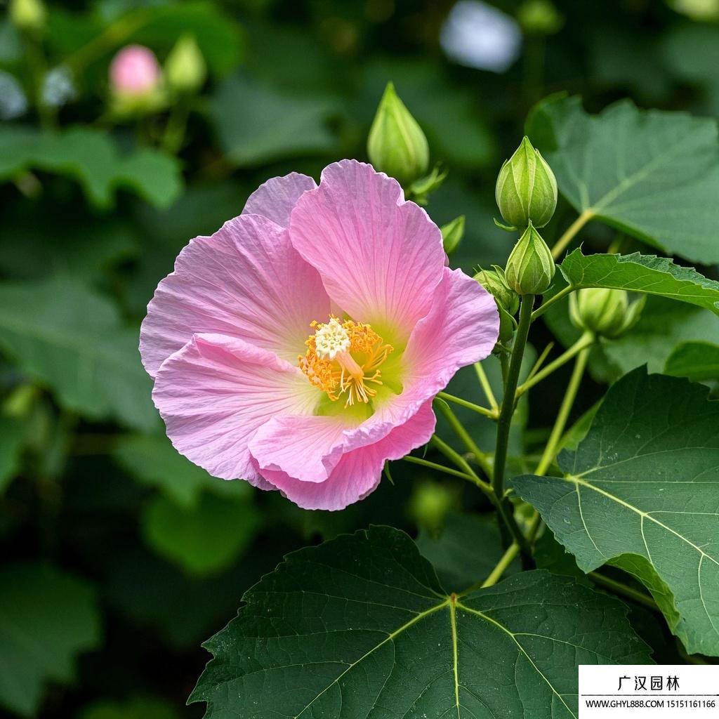 芙蓉花圖片1.jpg