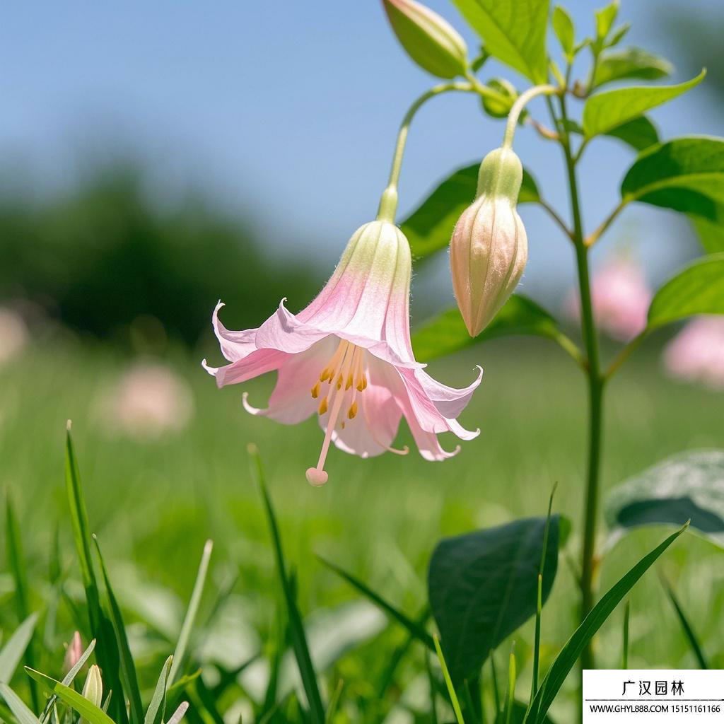 佛鈴花圖片.jpg
