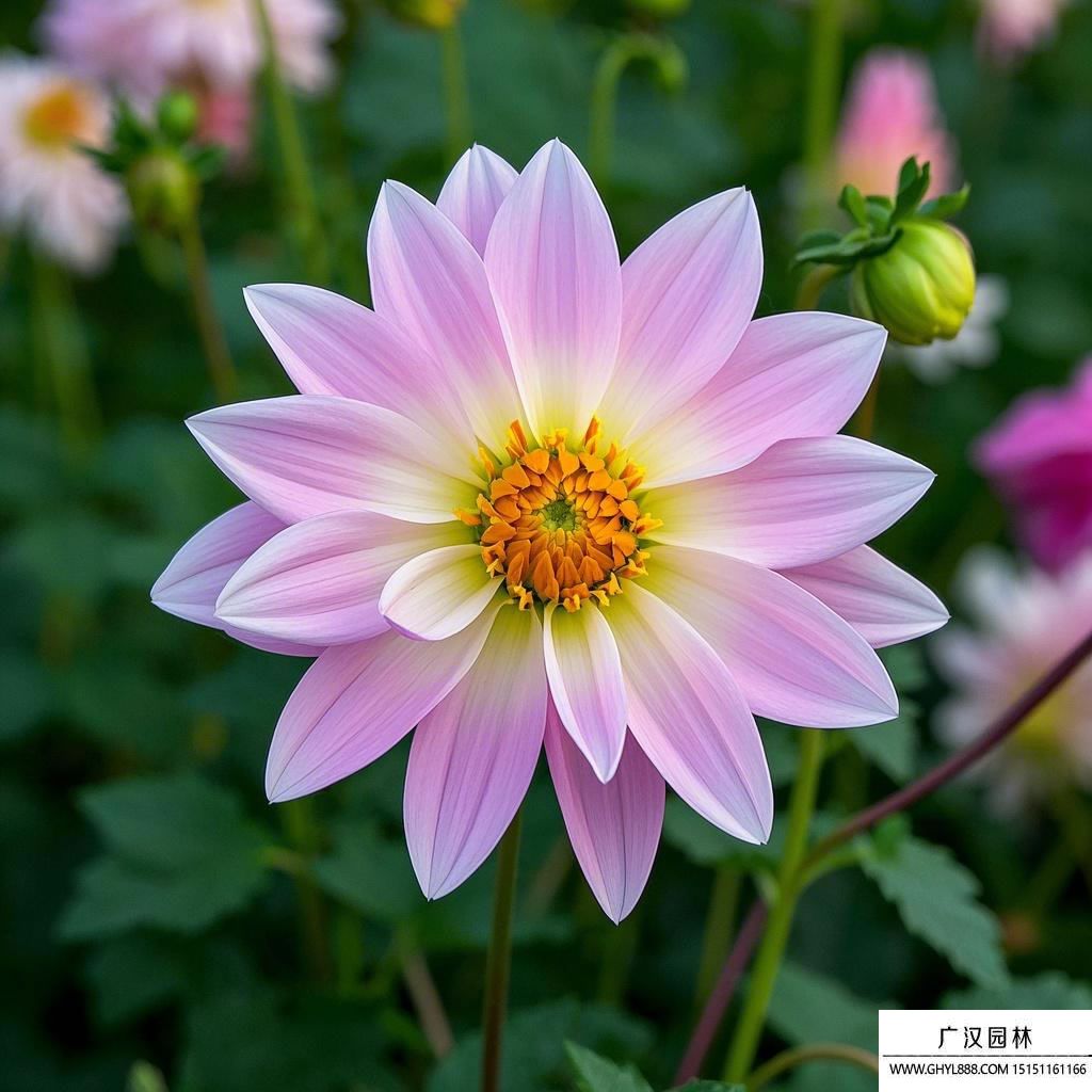 大麗花圖片.jpg