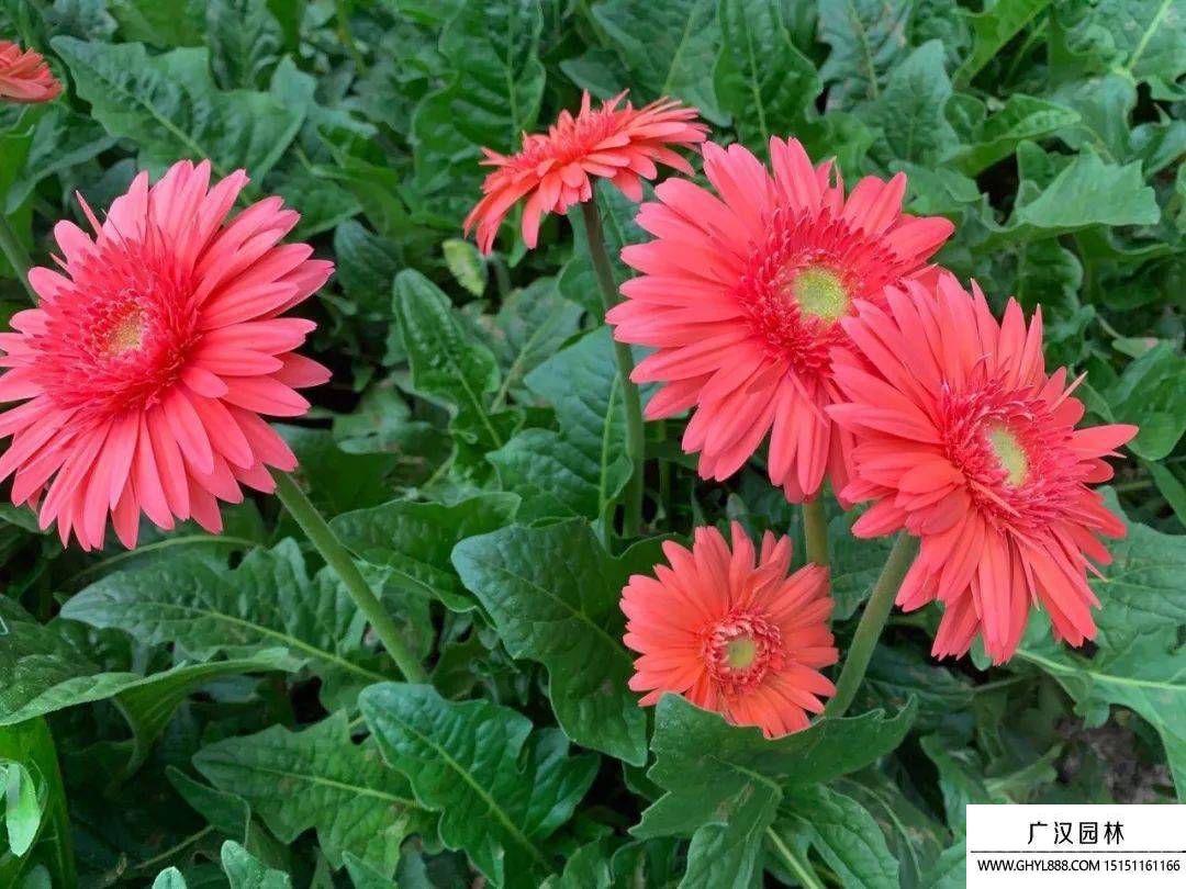 扶郎花圖片