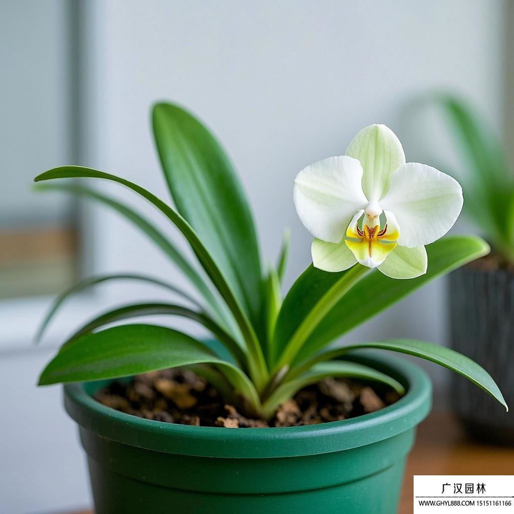 蘭花圖片.jpg
