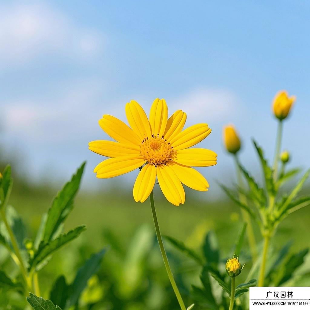 黃金菊圖片(1).jpg