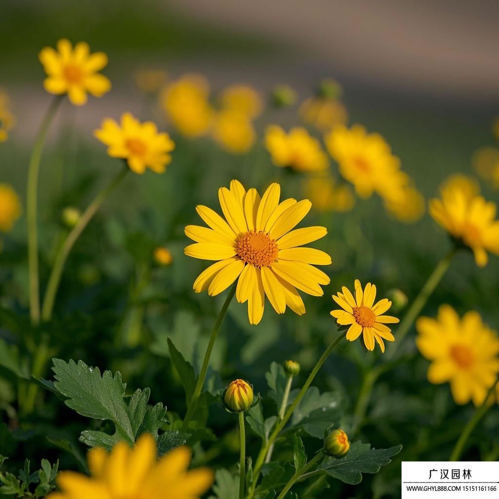 黃金菊圖片.jpg