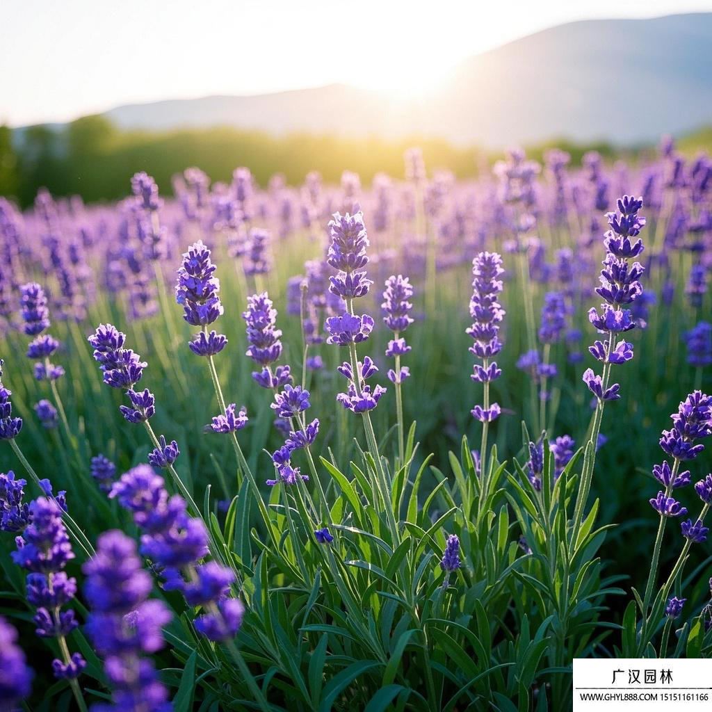 熏衣草圖片1.jpg