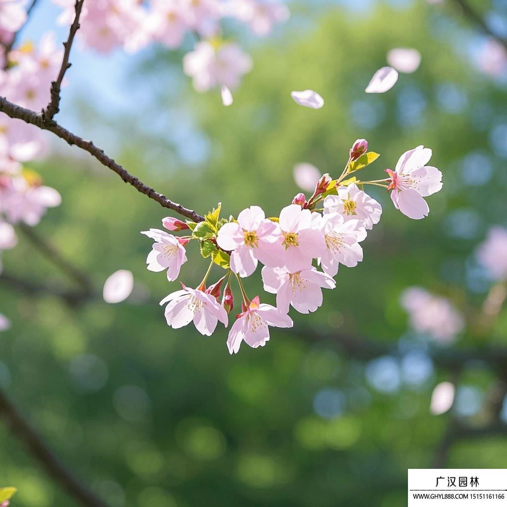 櫻花圖片.jpg