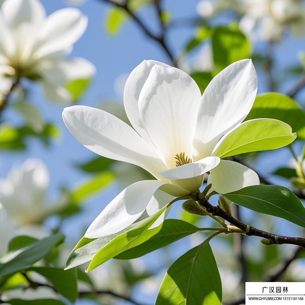 玉蘭花圖片.jpg