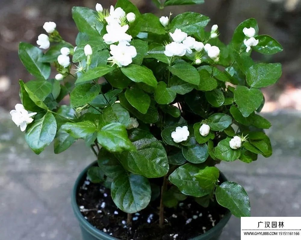 茉莉圖片