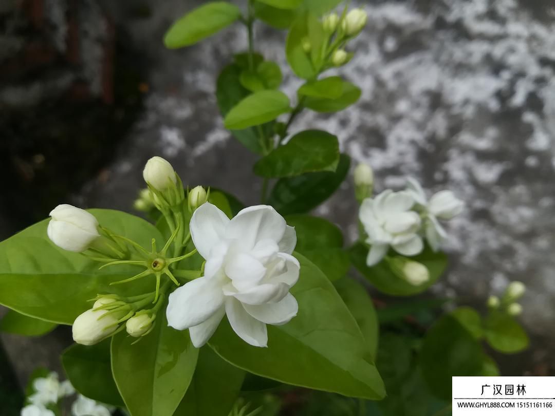 茉莉花圖片
