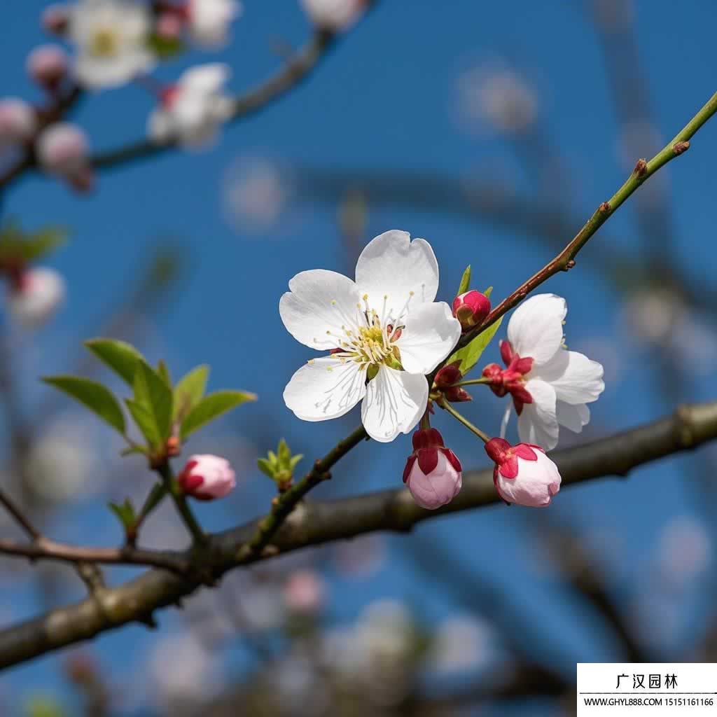 梅花圖片.jpg
