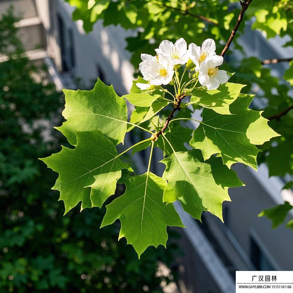 法桐圖片(1).jpg