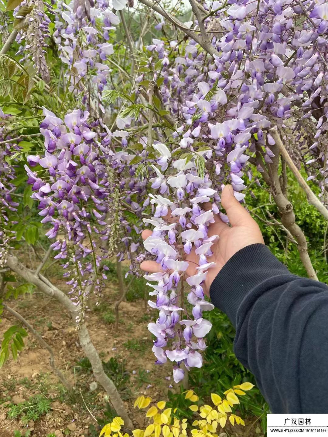 紫藤樹