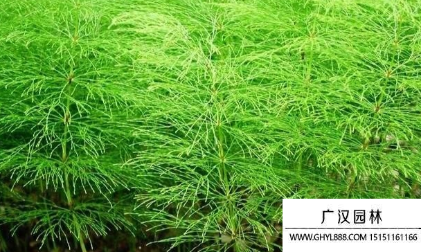 荊草圖片