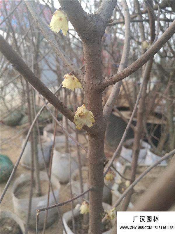 臘梅