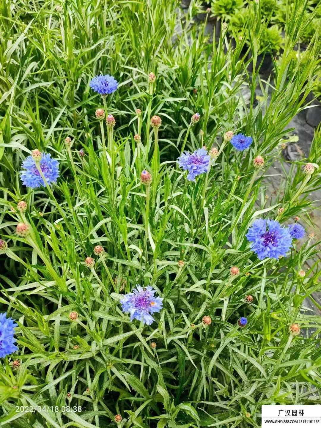 矢車菊