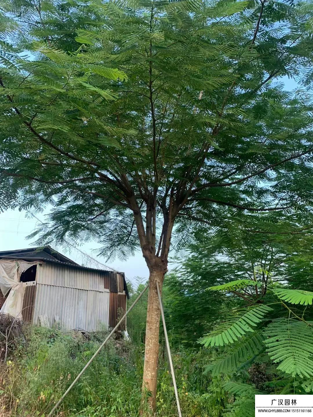 鳳凰木 