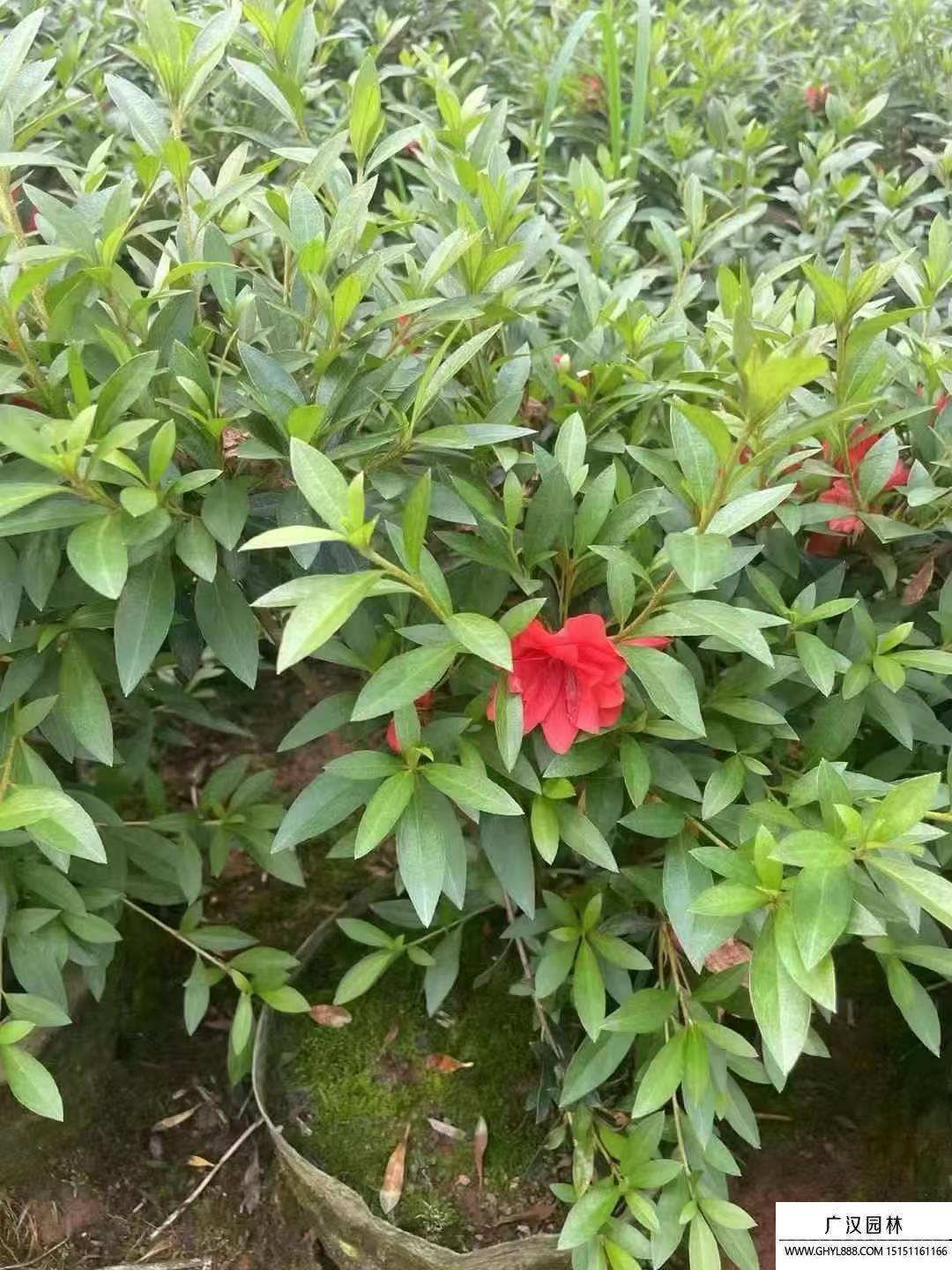 杜鵑花