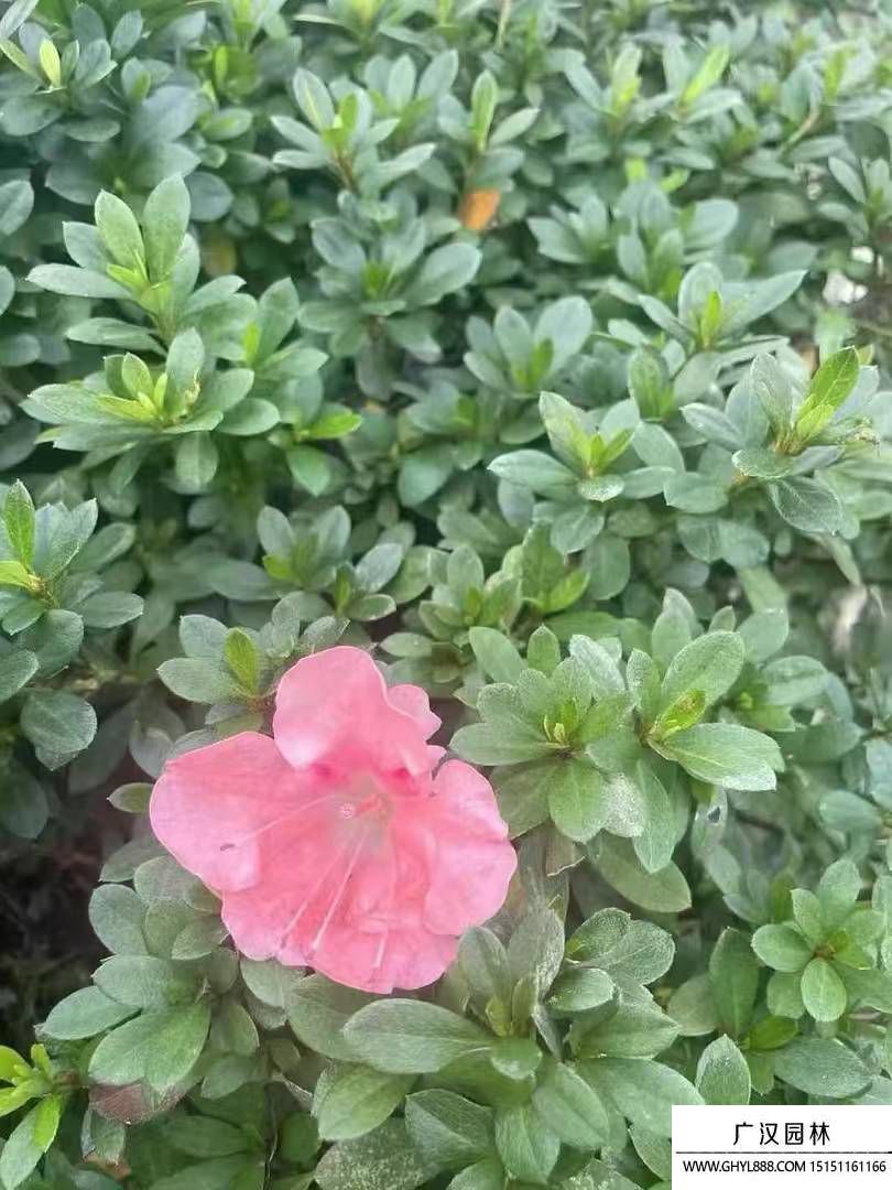 杜鵑