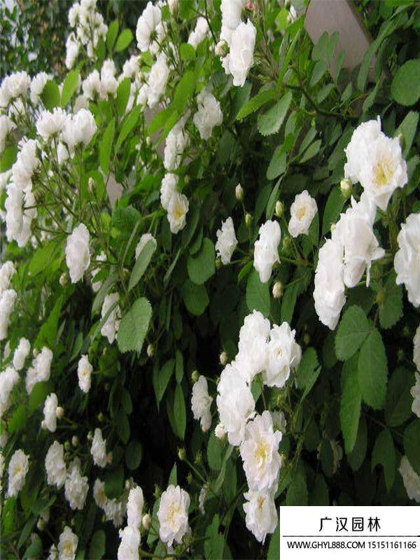 薔薇
