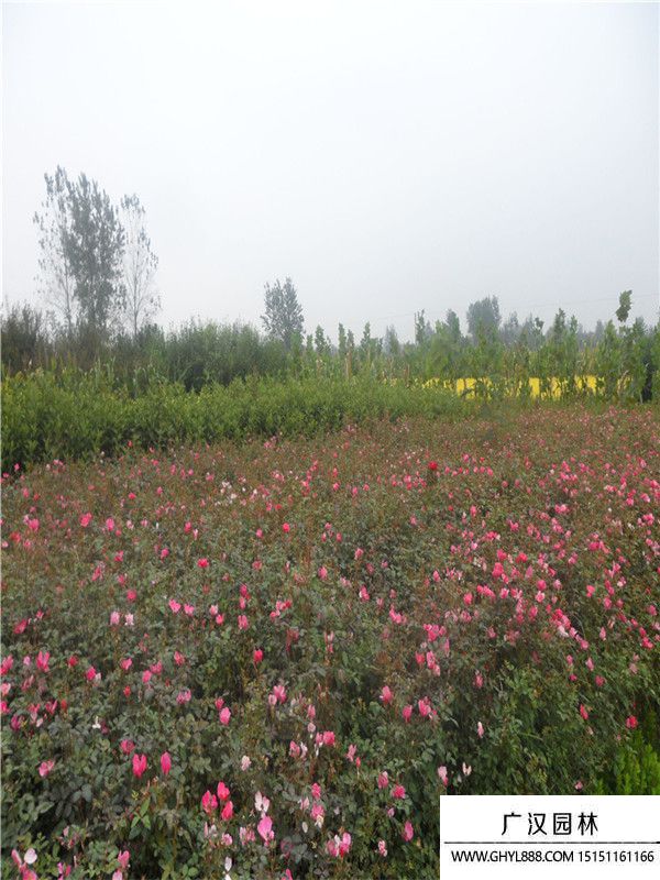 薔薇 