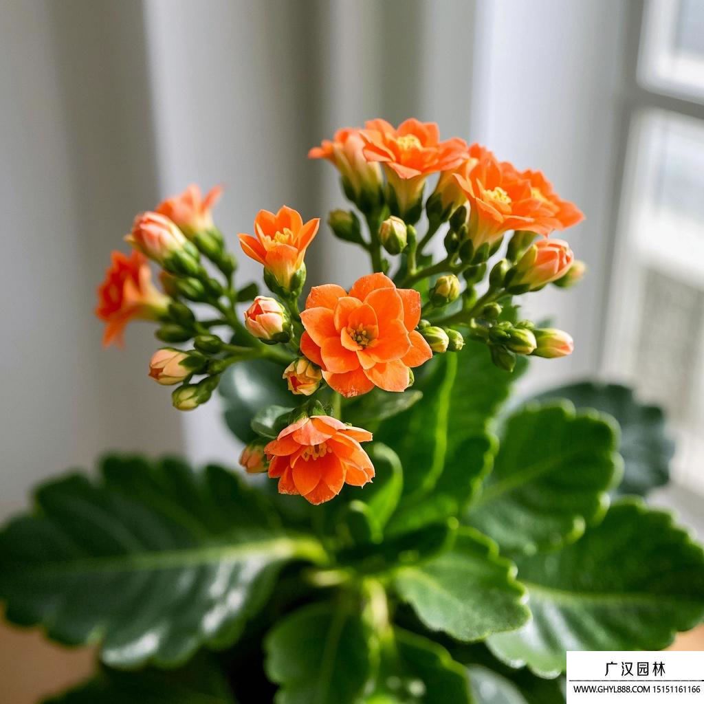 長壽花養殖.jpg