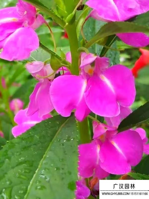 鳳仙花