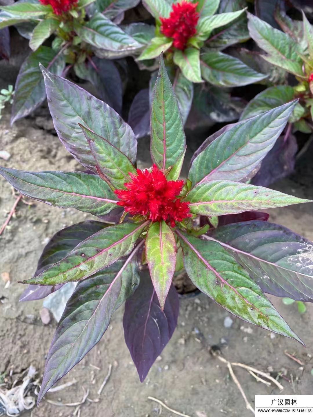 雞冠花