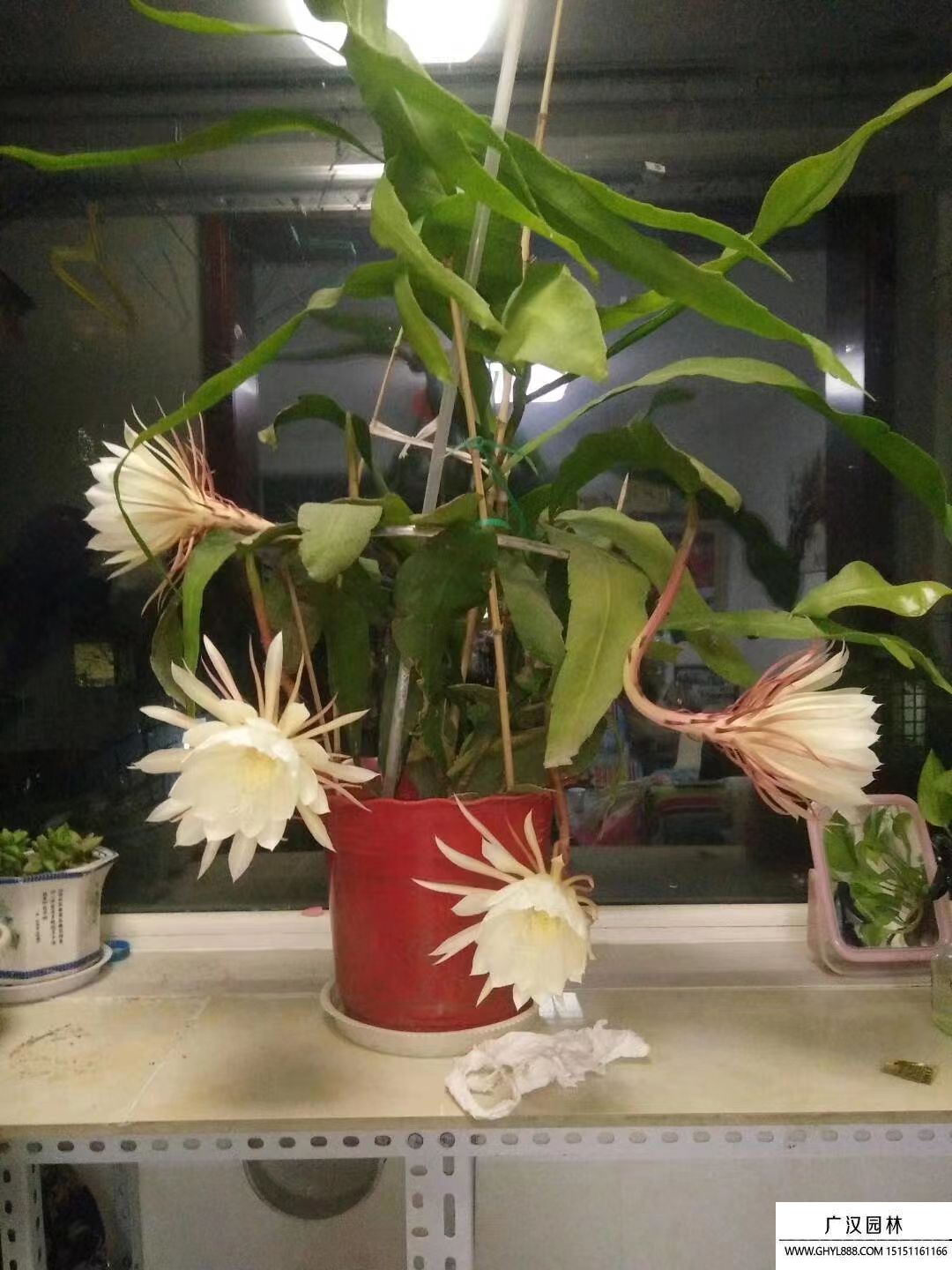 曇花 