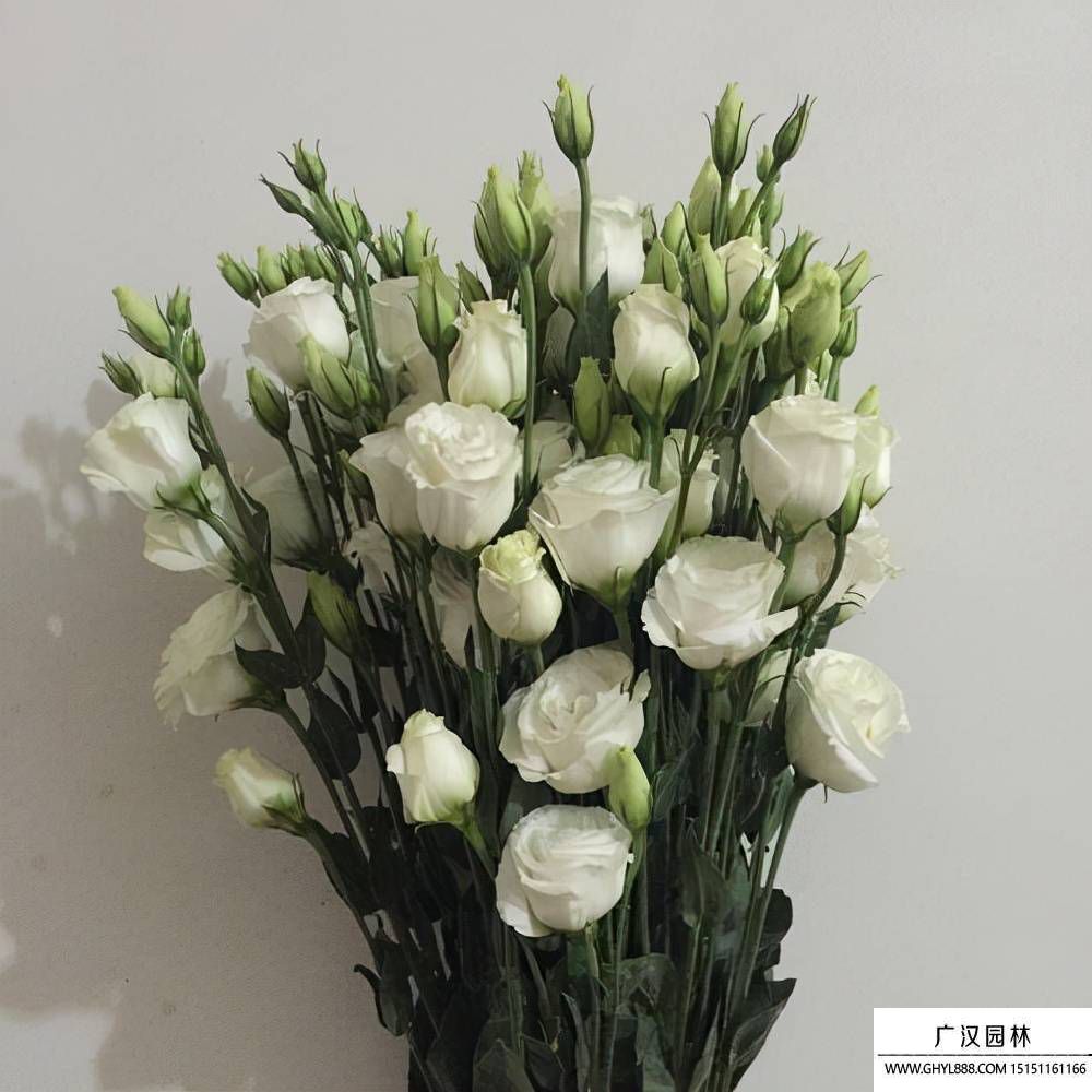 白康乃馨花.jpg