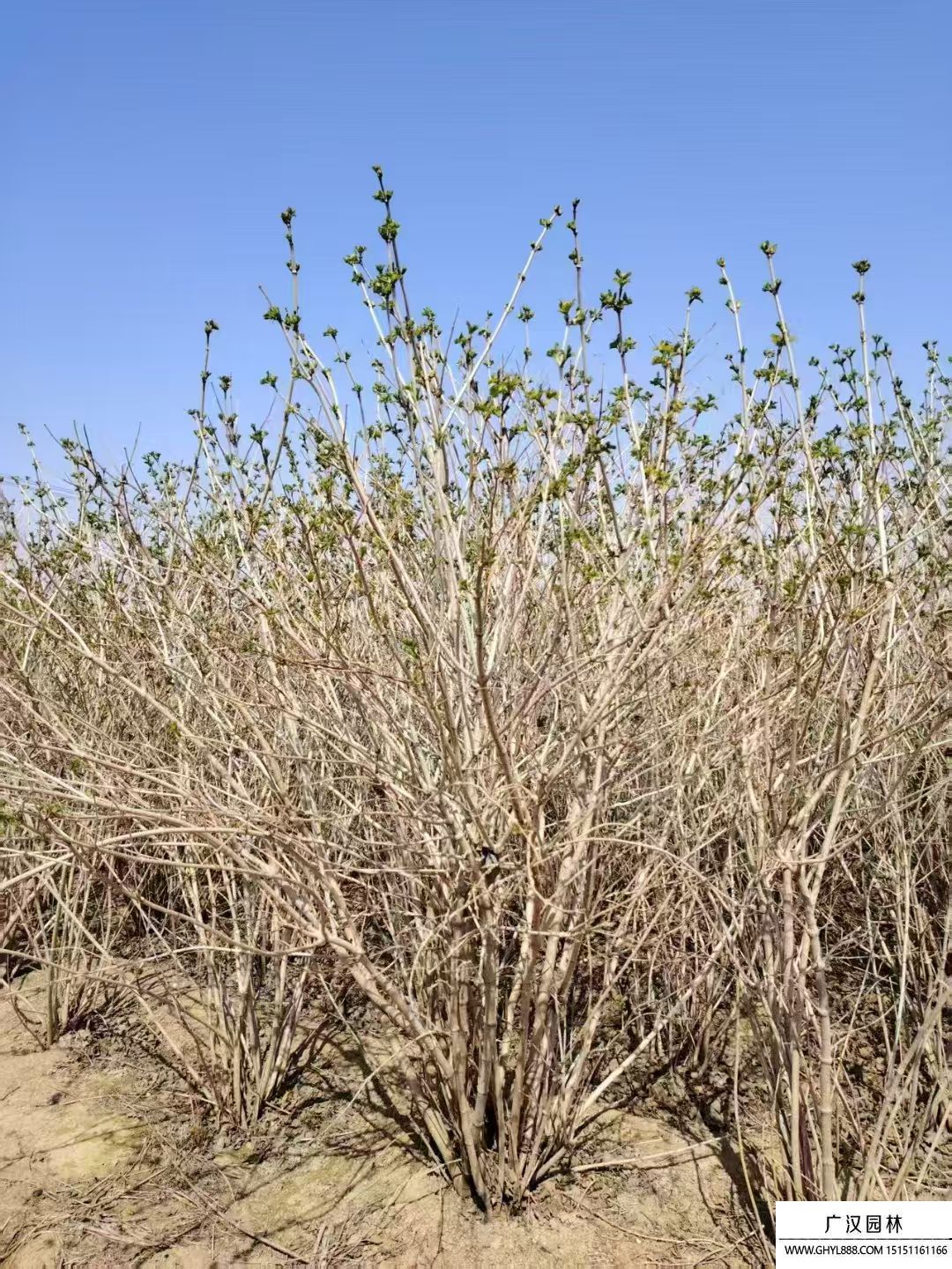 叢生雞樹條莢蒾