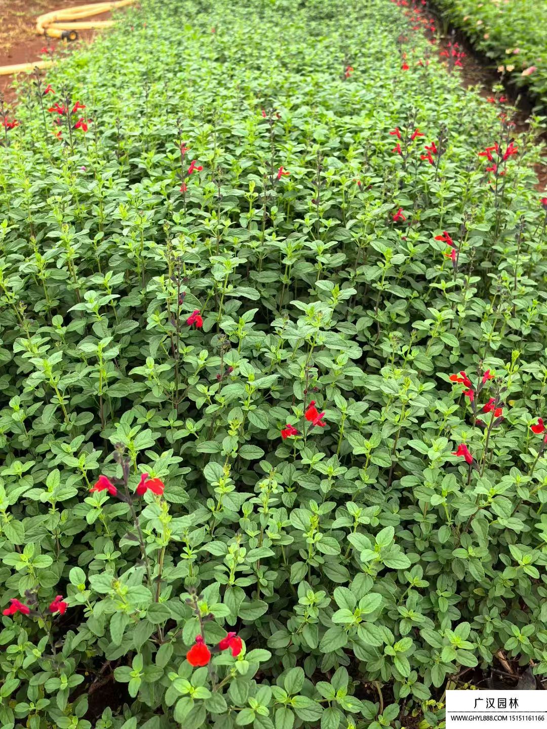 櫻桃鼠尾草