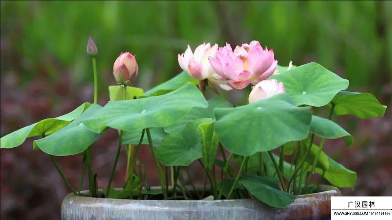碗蓮的種植方法.jpg