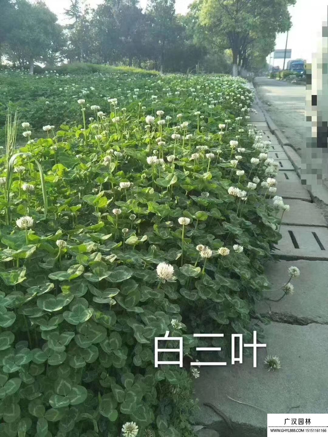 白三葉