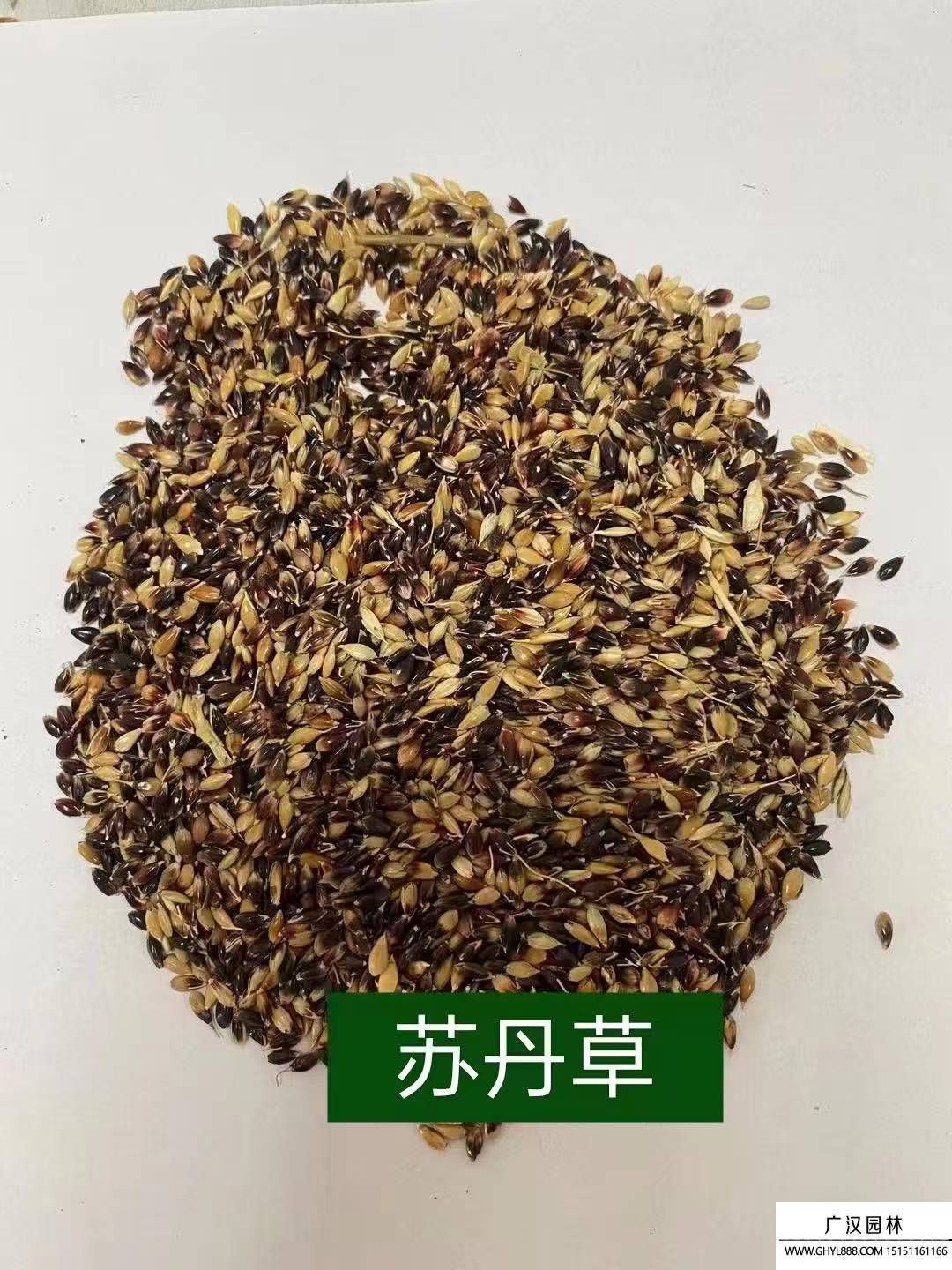 蘇丹草