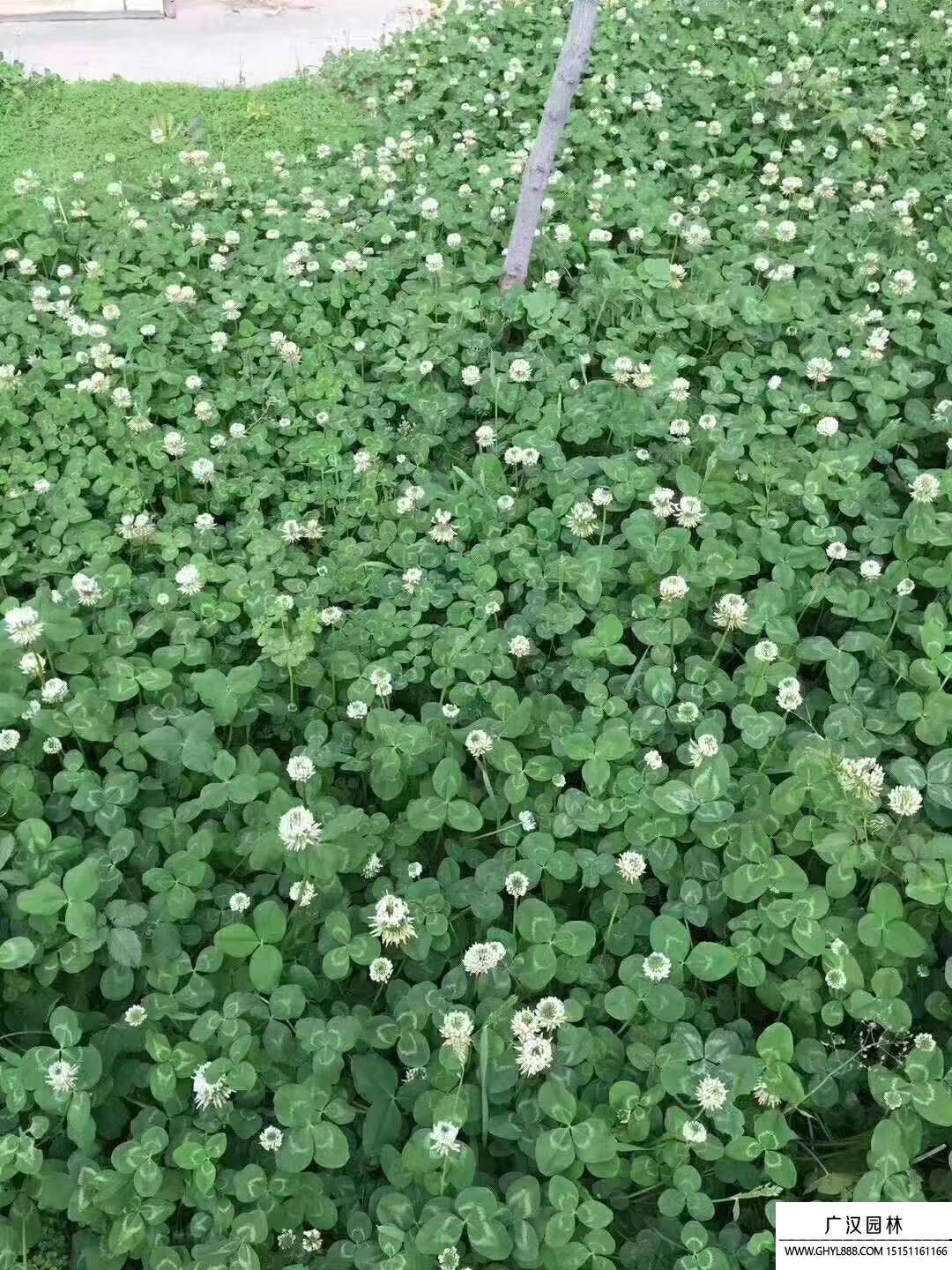 白三葉