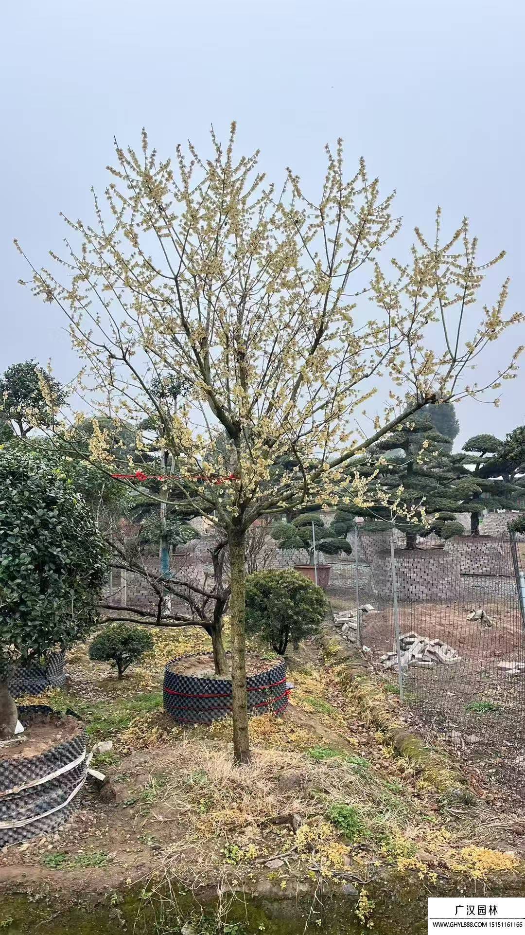 臘梅