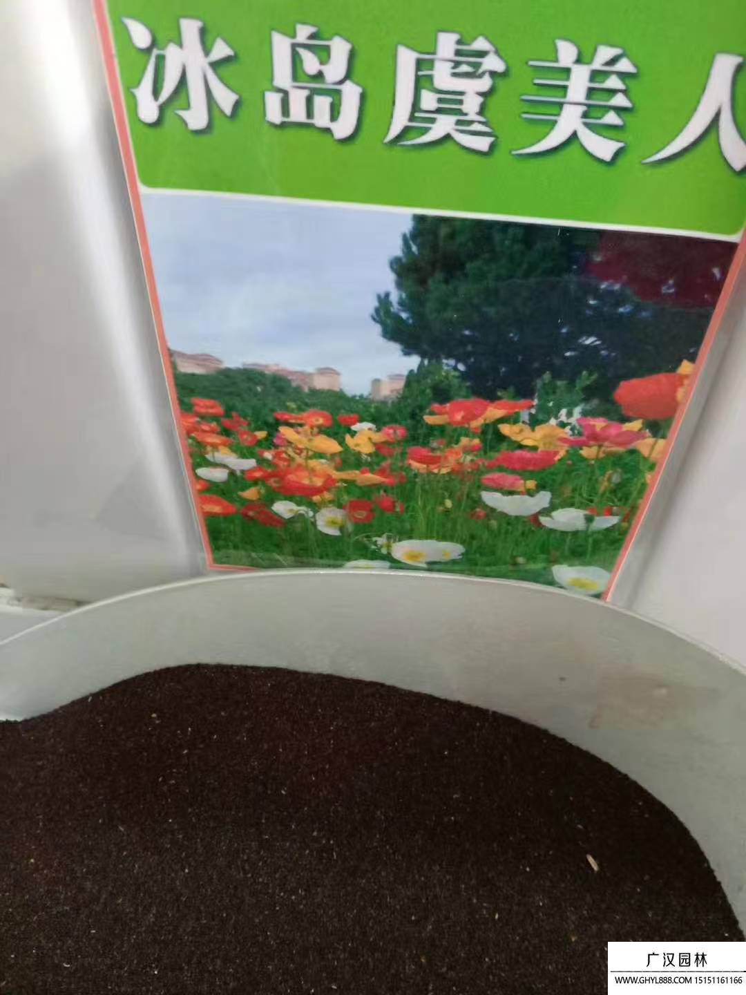 虞美人種子