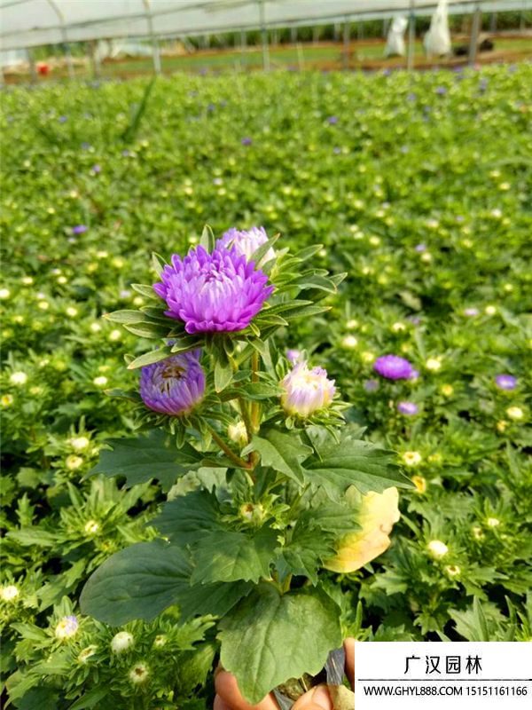 翠菊