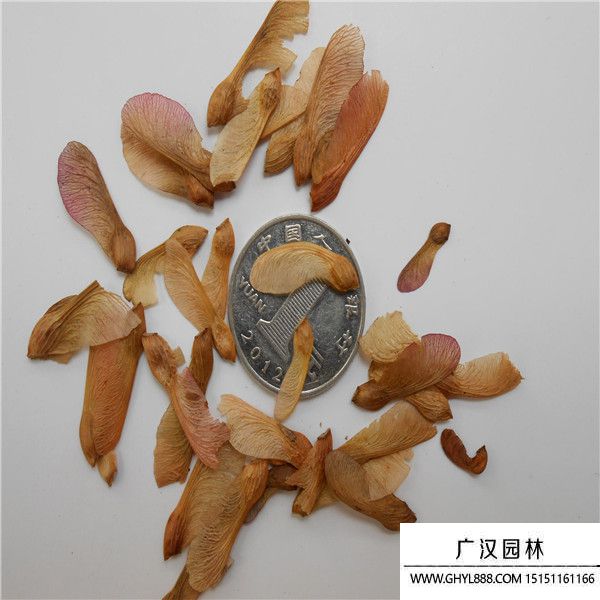 種子