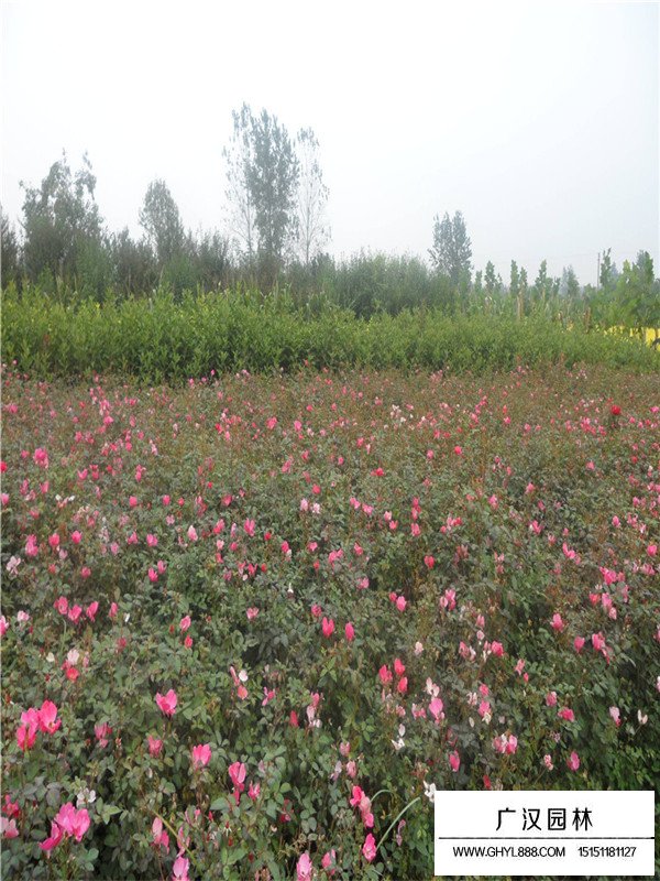 薔薇的歷史(圖1)
