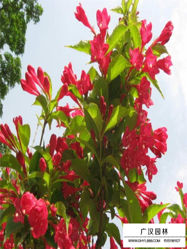 不同規格紅王子錦帶價格(圖2)